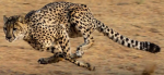 cheetah.png