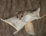 flying-squirrel-landscape.jpg