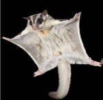 2ACH01R-1-Alamy-sugar-glider-CROP.jpg