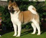 akita-dog.jpg