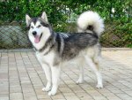 Alaskan_Malamute.jpg