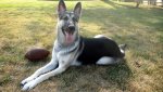 Silver German Shepherd Puppies-764183.jpg