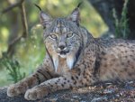 Iberian-Lynx.jpg