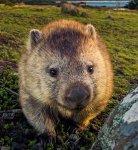 190726_genes-needed-to-save-Aus-mammals_Planet_wombat.jpg