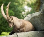animals-1628672665856-2253.jpg